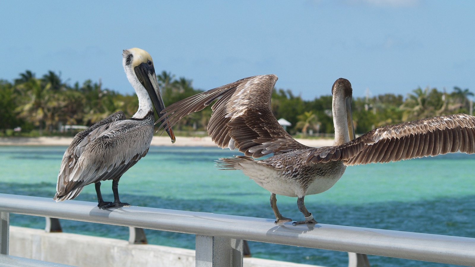 Brown Pelicans - White Street Pier Key West