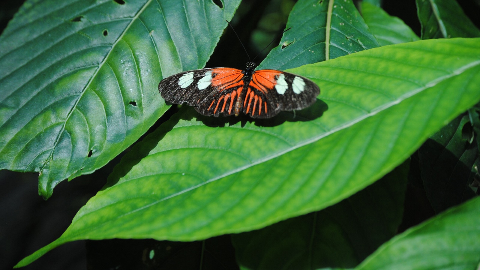 The Key West Butterfly And Nature Conservatory Near Higgs Beach