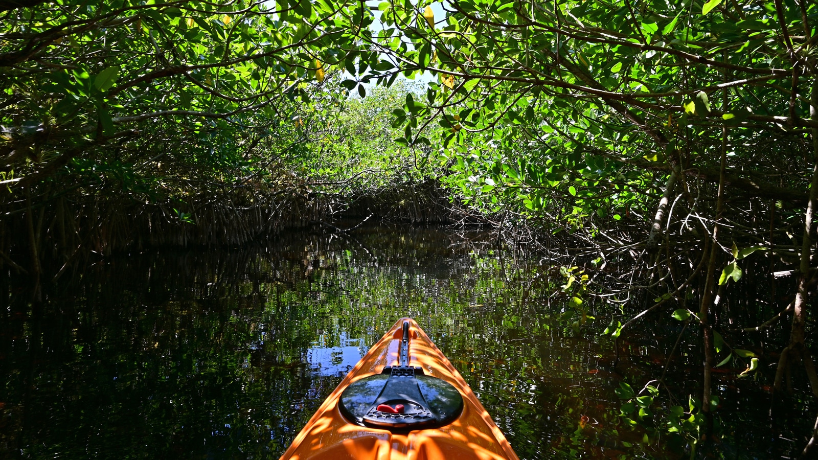Kayaking In The Keys - Mangrove Trails