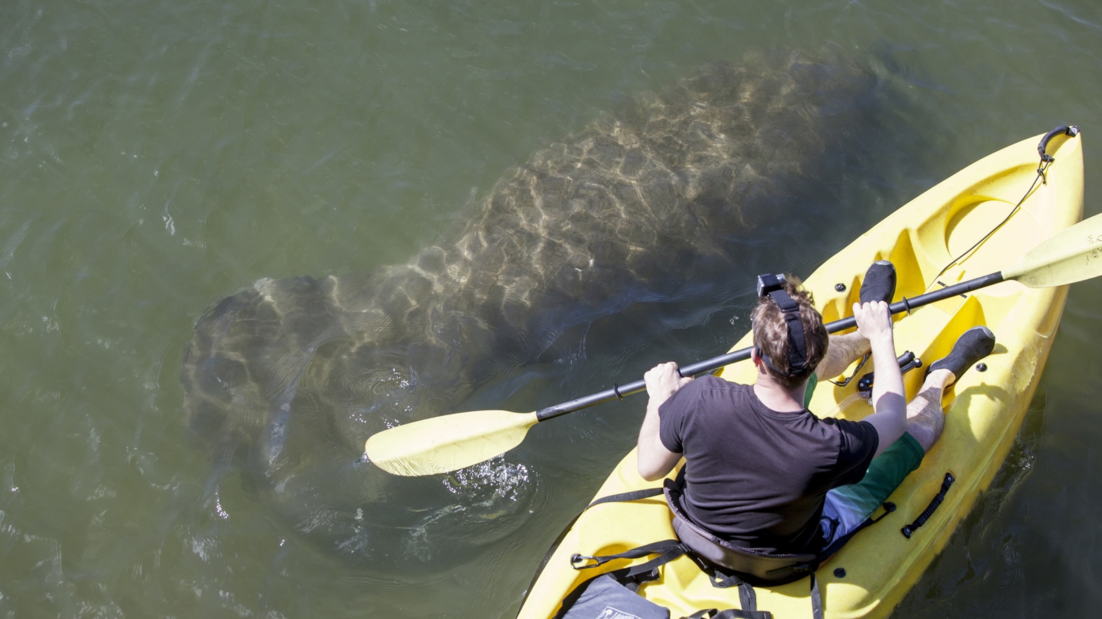 Kayaking With Manatees In Key West