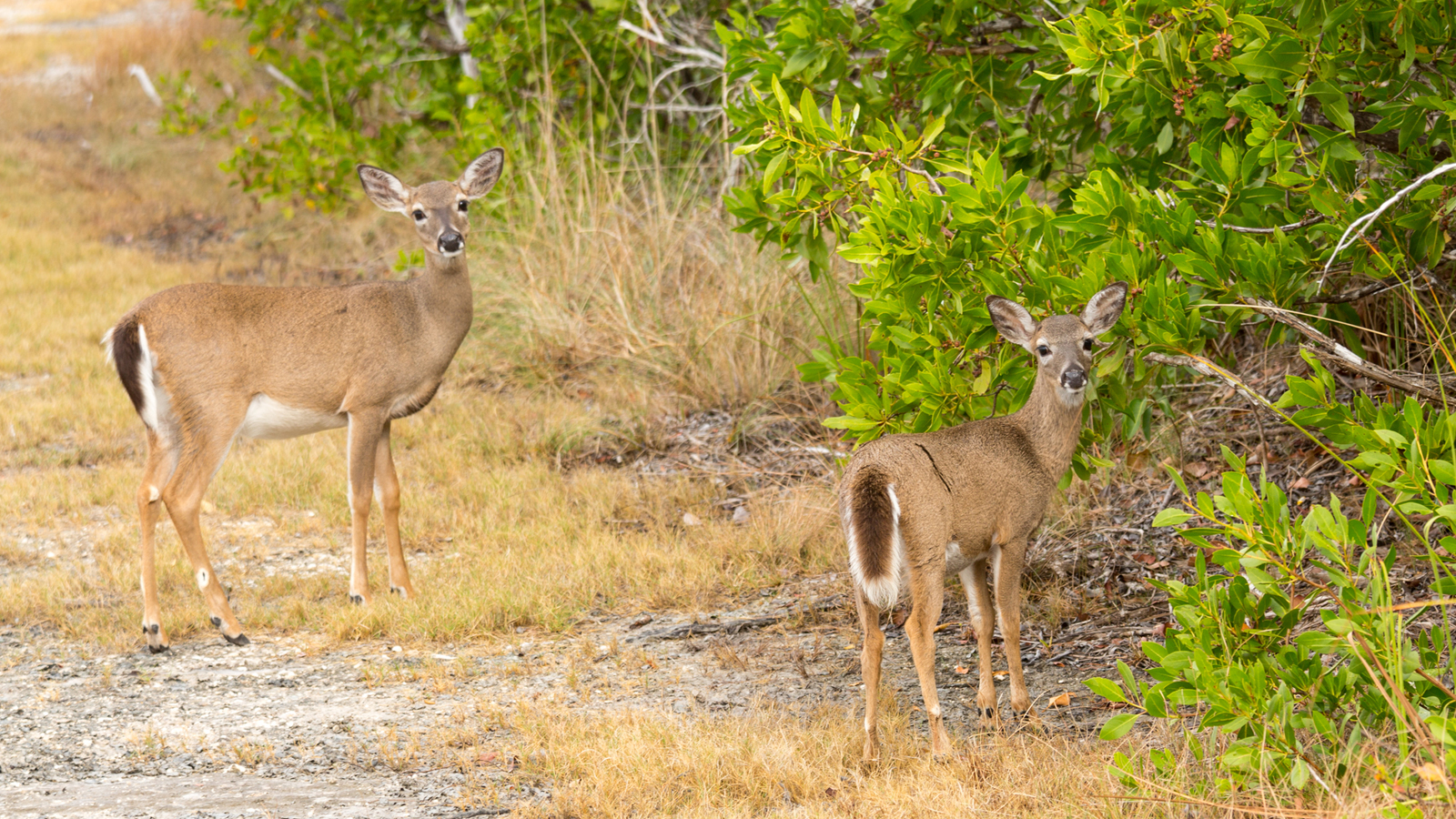Key Deer Wildlife Refuge - Big Pine Key, Florida Keys