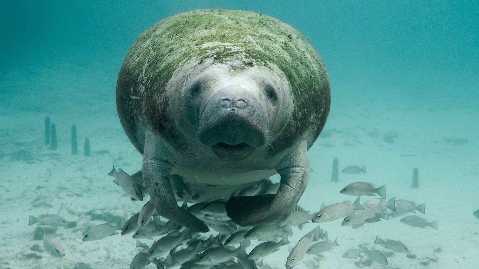 Where To See Manatees In Florida Keys