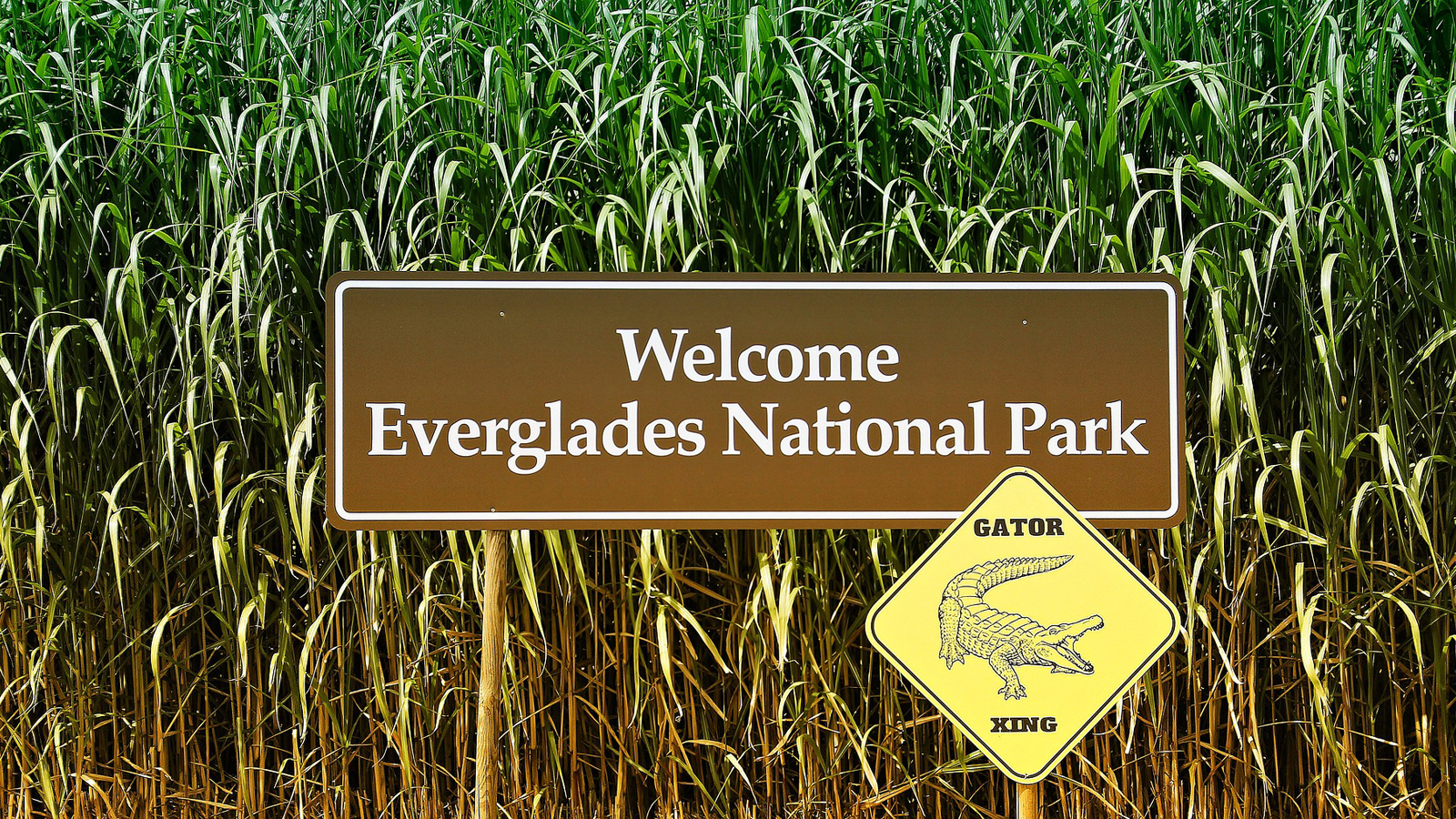 Stop At Everglades National Park For A Day Trip